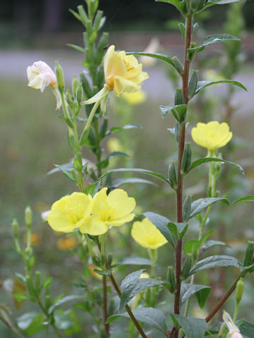 Oenothera biennis