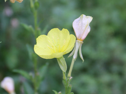 Oenothera biennis