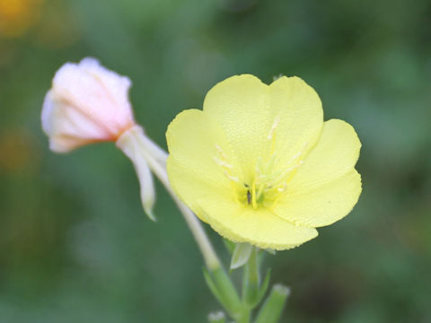 Oenothera biennis