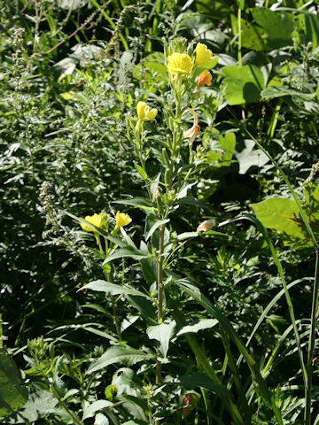 Oenothera biennis