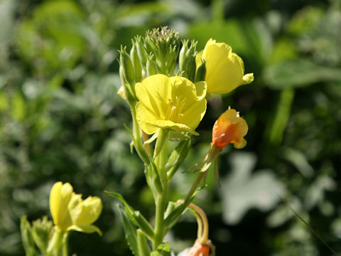 Oenothera biennis