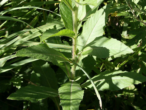 Oenothera biennis