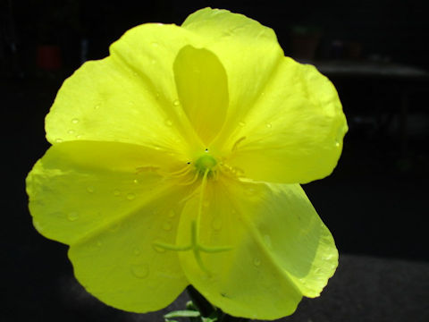 Oenothera biennis