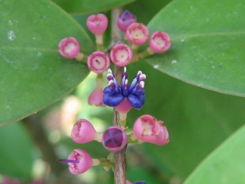 Memecylon floribundum