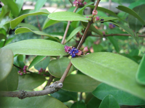 Memecylon floribundum