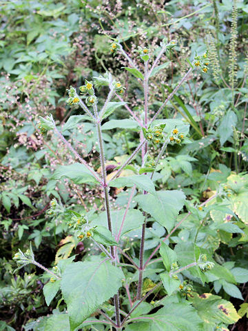 Siegesbeckia orientalis ssp. pubescens