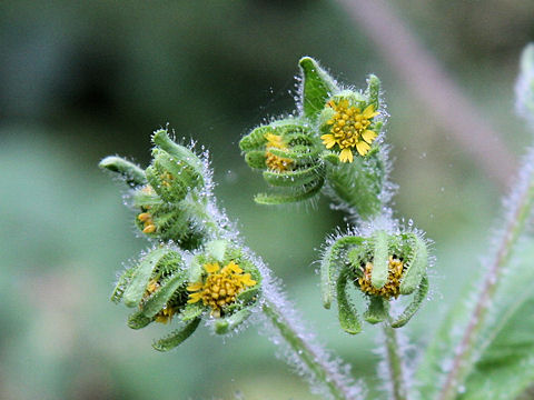 Siegesbeckia orientalis ssp. pubescens