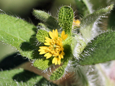 Siegesbeckia orientalis ssp. pubescens