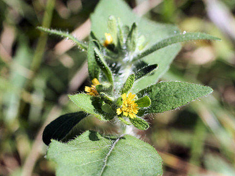 Siegesbeckia orientalis ssp. pubescens