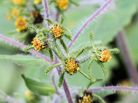 Siegesbeckia orientalis ssp. pubescens