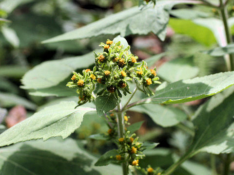 Siegesbeckia orientalis ssp. pubescens