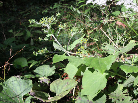Siegesbeckia orientalis ssp. pubescens