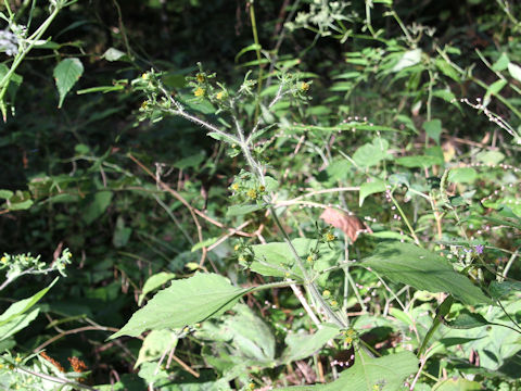 Siegesbeckia orientalis ssp. pubescens