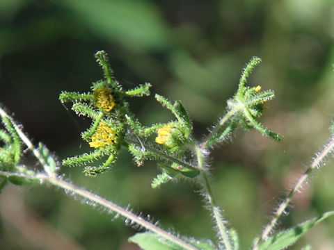 Siegesbeckia orientalis ssp. pubescens