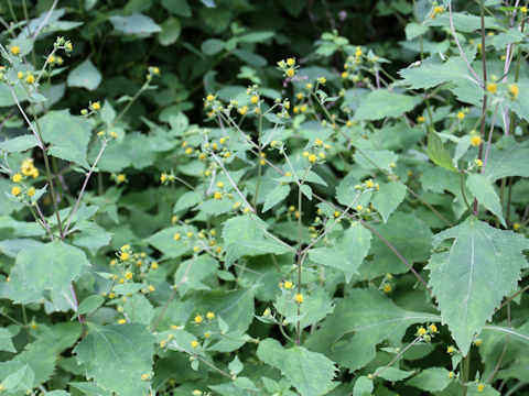 Siegesbeckia orientalis ssp. pubescens