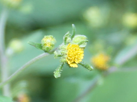 Siegesbeckia orientalis ssp. pubescens