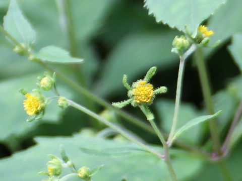 Siegesbeckia orientalis ssp. pubescens