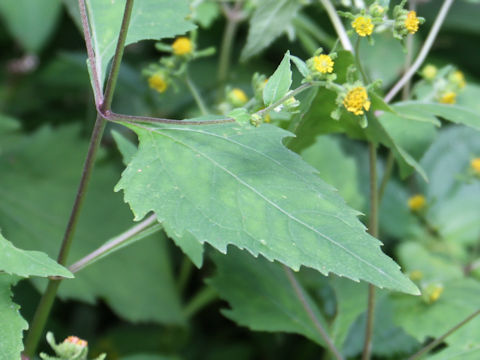 Siegesbeckia orientalis ssp. pubescens