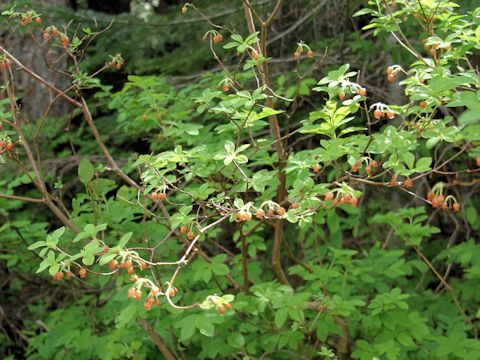 Menziesia ferruginea