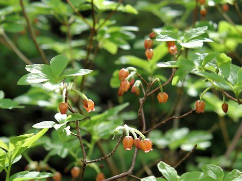 Menziesia ferruginea