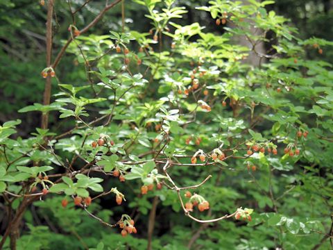 Menziesia ferruginea