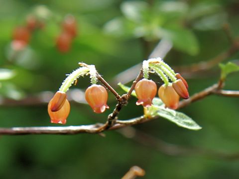 Menziesia ferruginea