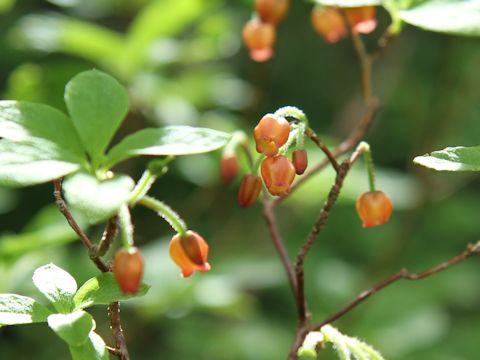 Menziesia ferruginea