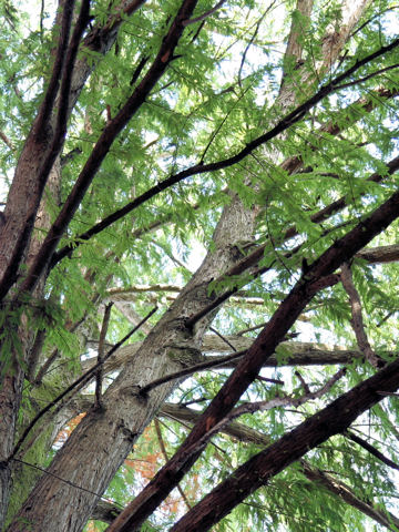 Taxodium mucronatum