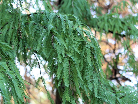 Taxodium mucronatum