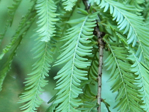 Taxodium mucronatum