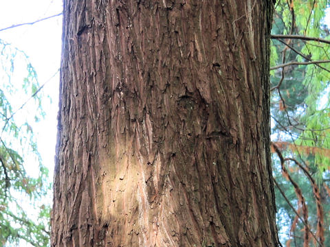 Taxodium mucronatum