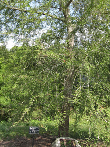 Taxodium mucronatum