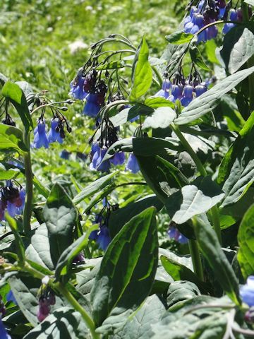 Mertensia franciscana