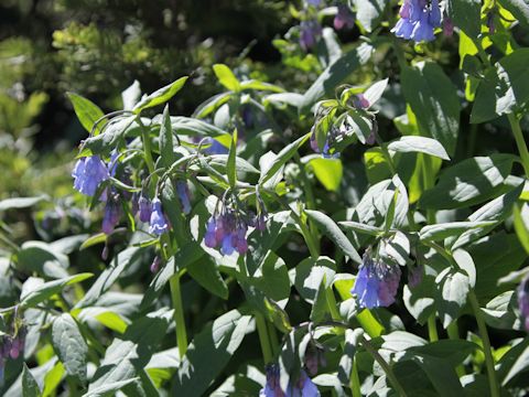 Mertensia franciscana