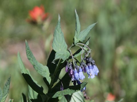 Mertensia franciscana