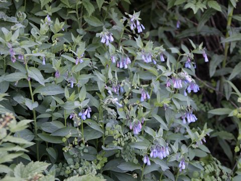 Mertensia franciscana