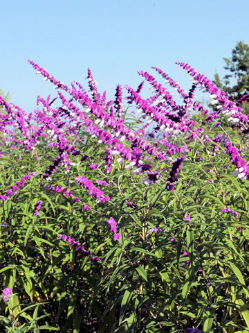 メキシカンセージ Salvia Leucantha