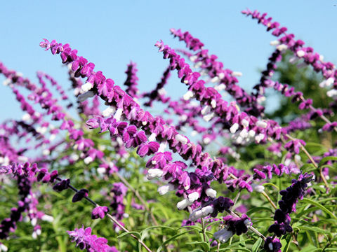 Salvia leucantha