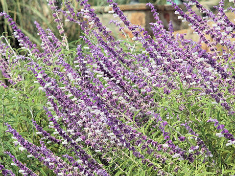 Salvia leucantha