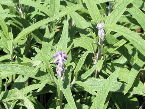 Salvia leucantha