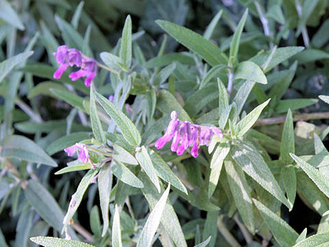 Salvia leucantha