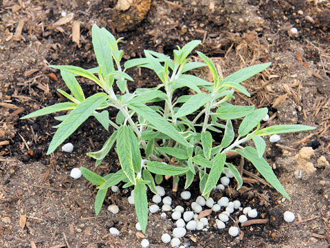 Salvia leucantha