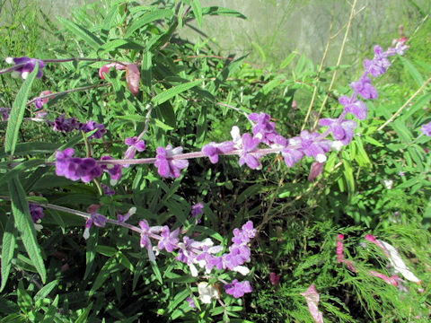 Salvia leucantha