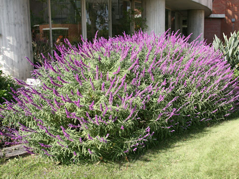 Salvia leucantha