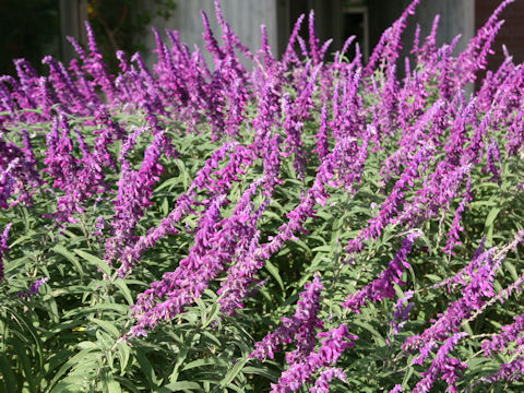 Salvia leucantha