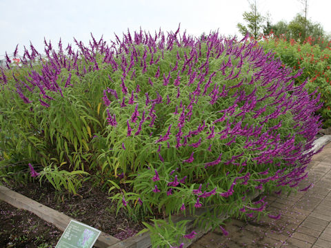 Salvia leucantha