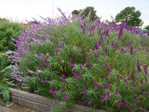 Salvia leucantha