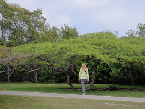 Prosopis juliflora