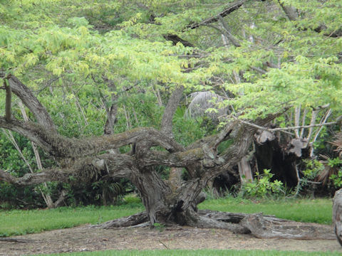 Prosopis juliflora