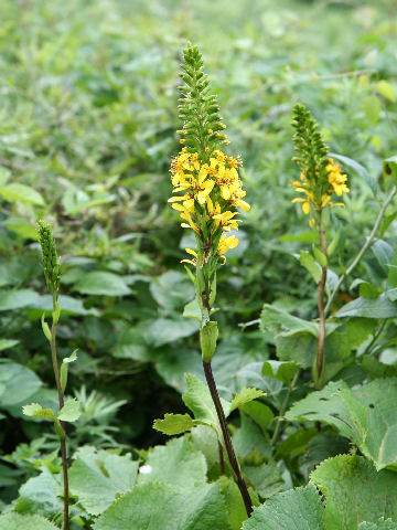 Ligularia stenocephala